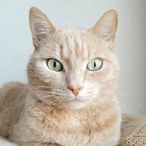 Our Services Pexels Alena Koval 982300