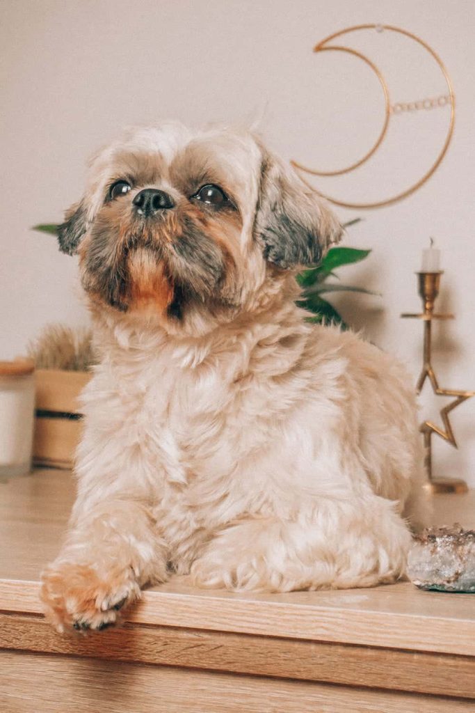 简宠 Pexels Alina Vilchenko 9335893 683x1024