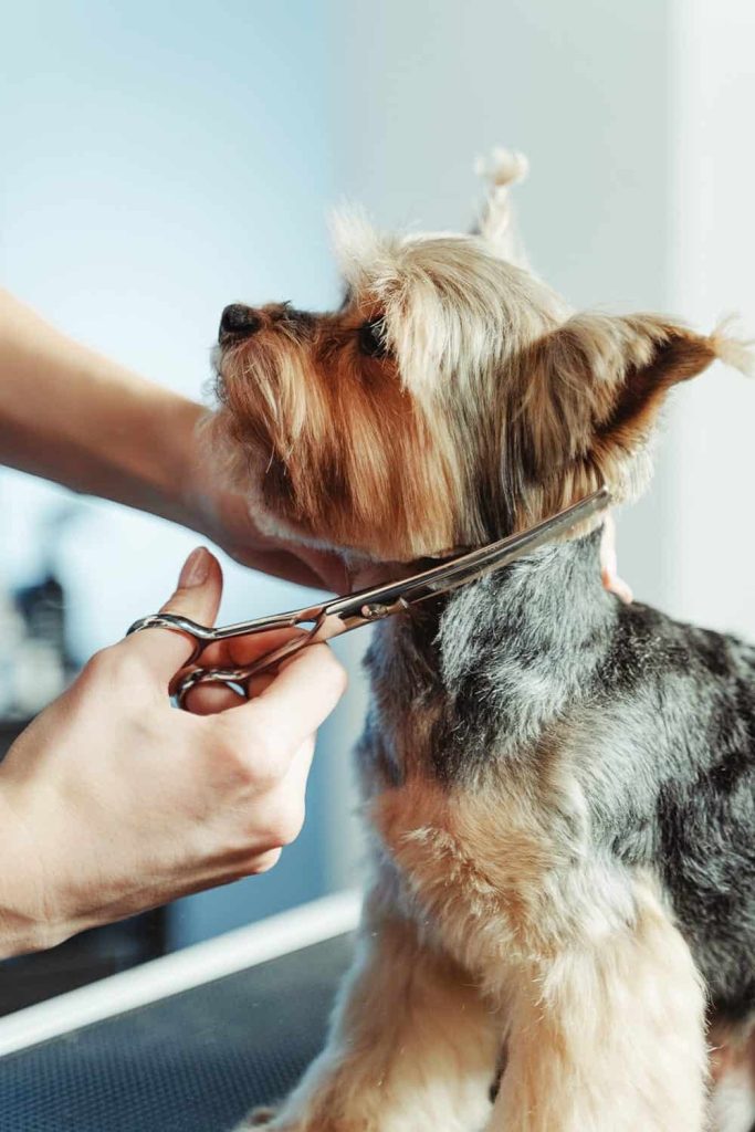 简宠 Pexels Tima Miroshnichenko 61131569 683x1024